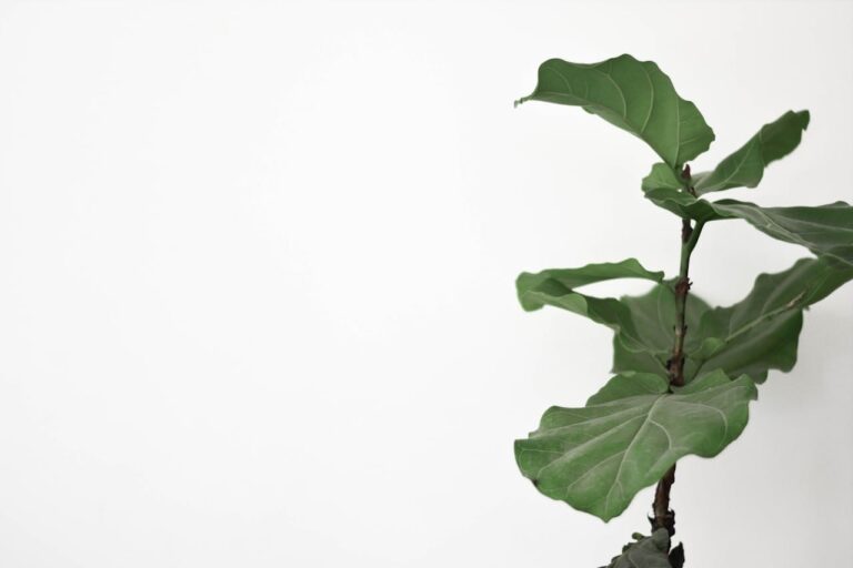 ficus lyrata giftig