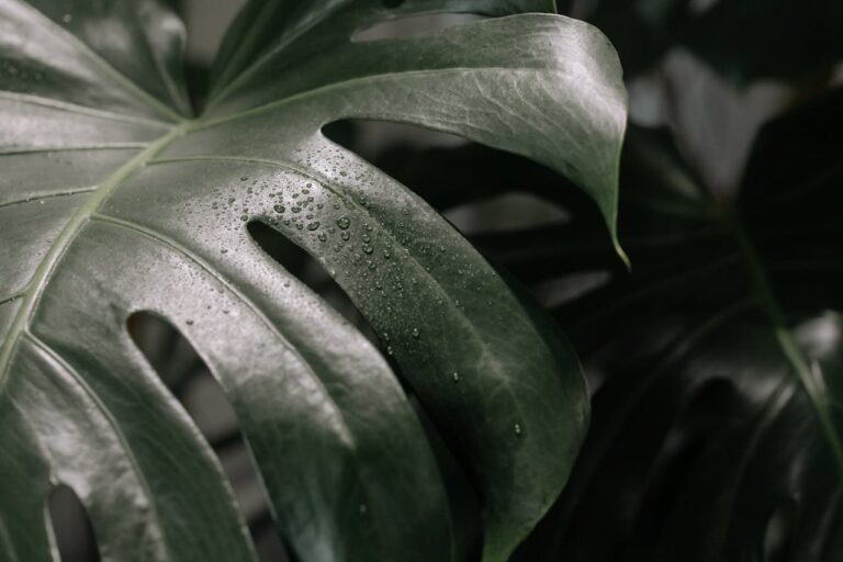 monstera deliciosa snoeien