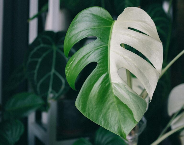 Monstera deliciosa gele bladeren