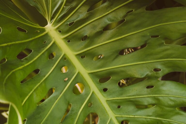 Monstera deliciosa bruine bladeren