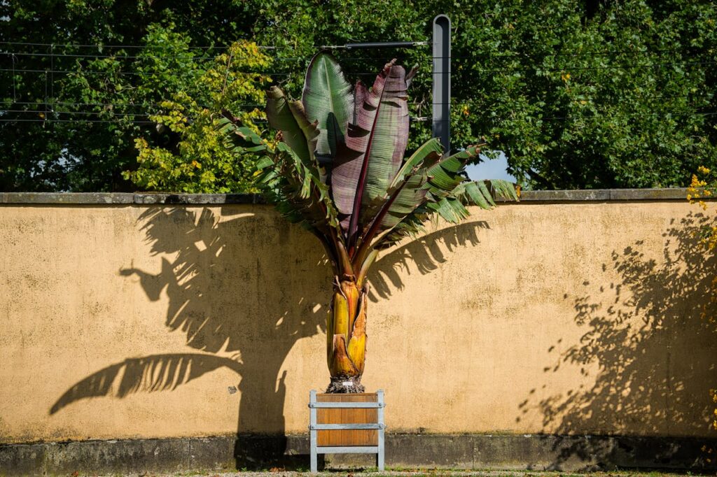 bananenplant bruine bladeren