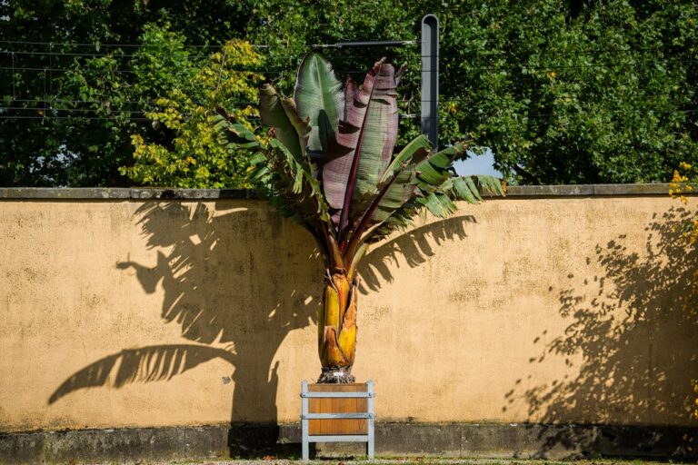 bananenplant bruine bladeren