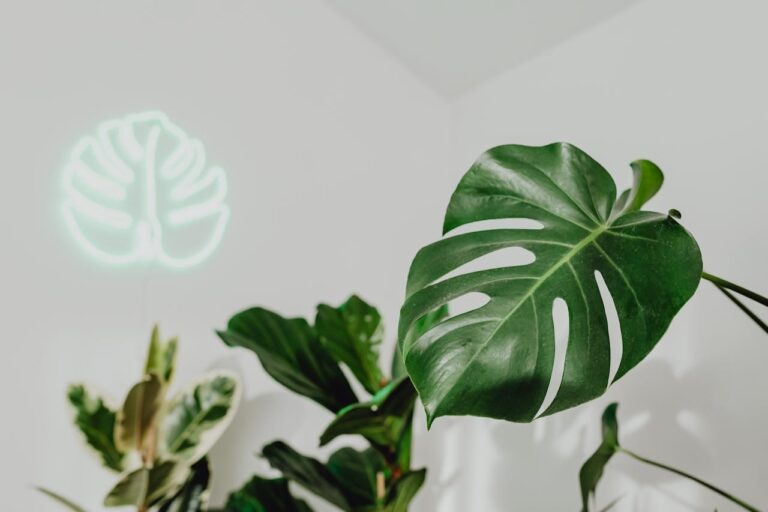 Monstera deliciosa verzorging