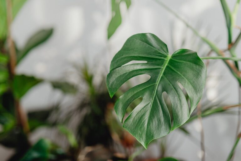 Monstera deliciosa giftig