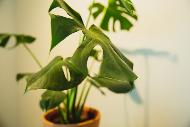 monstera deliciosa stekken