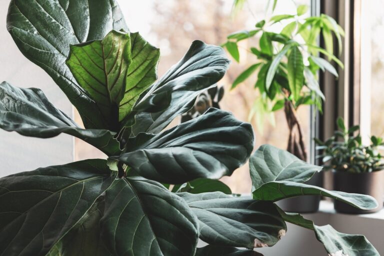 ficus lyrata verzorging