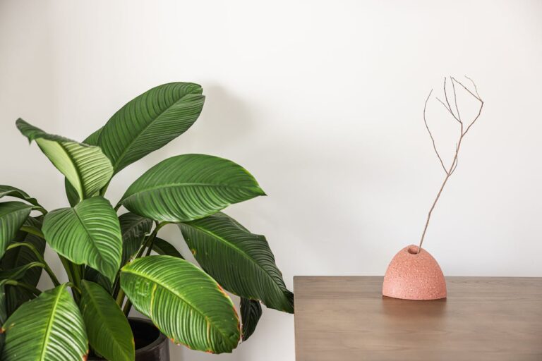 Is de calathea giftig voor katten
