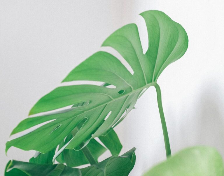 Is een monstera giftig voor katten