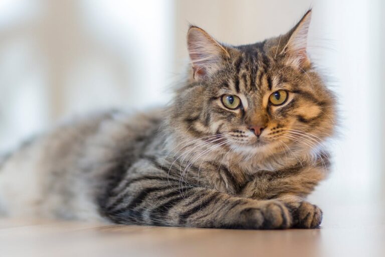 Wat mag een kat niet eten