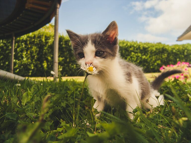 Welke bloemen zijn giftig voor katten