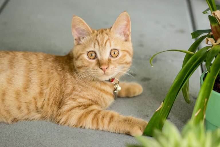 Welke planten zijn giftig voor katten